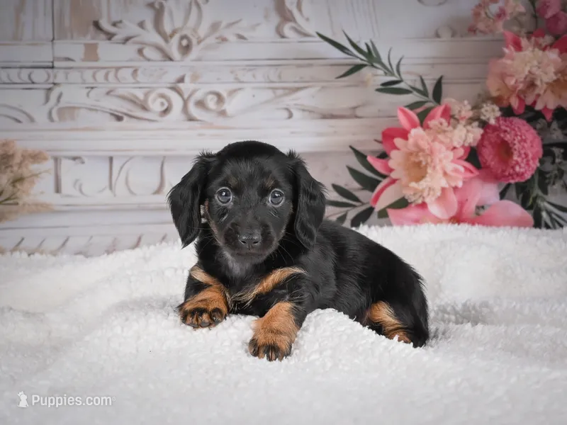 AKC-Mary – Miniature Dachshund puppy for sale in Millersburg, OH