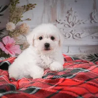 AKC-Rosie, a female Bichon Frise for sale in Millersburg, OH – Photo 2 of 7