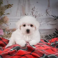 AKC-Rosie, a female Bichon Frise for sale in Millersburg, OH – Photo 7 of 7