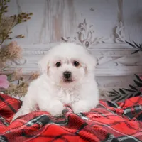 AKC-Rosie, a female Bichon Frise for sale in Millersburg, OH – Photo 1 of 7