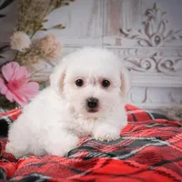AKC-Rosie, a female Bichon Frise for sale in Millersburg, OH – Photo 5 of 7