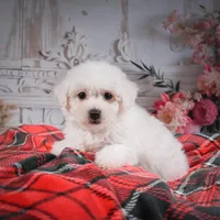 AKC-Rosie, a female Bichon Frise for sale in Millersburg, OH – Photo 3 of 7