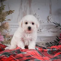 AKC-Rosie, a female Bichon Frise for sale in Millersburg, OH – Photo 6 of 7