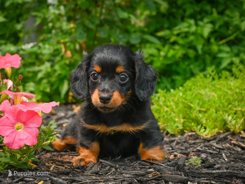 AKC-Jane – Miniature Dachshund puppy for sale in Millersburg, OH