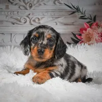 AKC-Hero, a male Miniature Dachshund for sale in Millersburg, OH – 4 of 8
