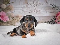 AKC-Marco, a male Miniature Dachshund for sale in Millersburg, OH – 8 of 8