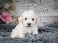 AKC-Freddie, a male Bichon Frise for sale in Millersburg, OH – 5 of 9