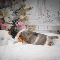 AKC-Betsy, a female Miniature Dachshund for sale in Millersburg, OH – 7 of 7