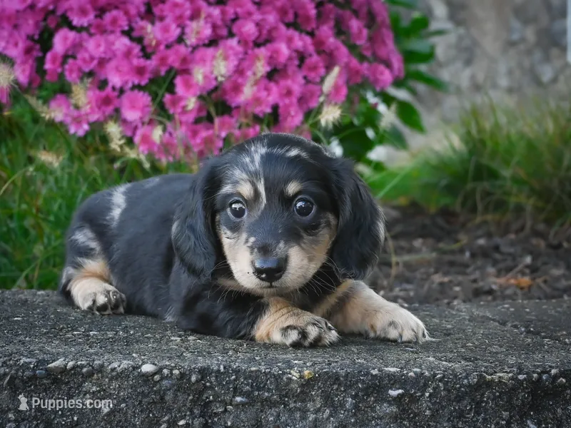 AKC-Phoebe – Miniature Dachshund puppy for sale in Millersburg, OH