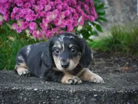 AKC-Phoebe, a female Miniature Dachshund for sale in Millersburg, OH – 1 of 5
