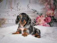 Leo, a male Miniature Dachshund for sale in Millersburg, OH – 3 of 8