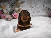 AKC-Jordan, a male Miniature Dachshund for sale in Millersburg, OH – 8 of 8