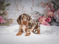 Logan, a male Miniature Dachshund for sale in Millersburg, OH – 6 of 6