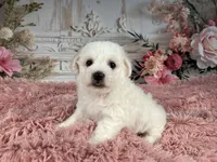 Nena, a female Bichon Frise for sale in Millersburg, OH – Photo 2 of 6