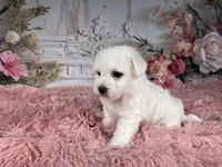 Nena, a female Bichon Frise for sale in Millersburg, OH – Photo 5 of 6