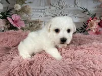 Nena, a female Bichon Frise for sale in Millersburg, OH – Photo 6 of 6