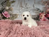 Nena, a female Bichon Frise for sale in Millersburg, OH – Photo 1 of 6