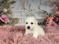 Nena, a female Bichon Frise for sale in Millersburg, OH – Photo 3 of 6