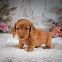 AKC-Bobby, a male Miniature Dachshund for sale in Millersburg, OH – 6 of 8