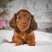 AKC-Drake, a male Miniature Dachshund for sale in Millersburg, OH – 7 of 8