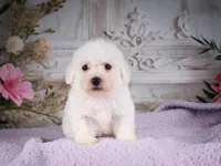 AKC-Ricky, a male Bichon Frise for sale in Millersburg, OH – 5 of 6