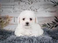 AKC-Faith, a female Bichon Frise for sale in Millersburg, OH – 3 of 7