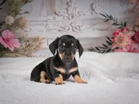 AKC-Milly, a female Miniature Dachshund for sale in Millersburg, OH – 6 of 8