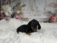 AKC-Cooper, a male Miniature Dachshund for sale in Millersburg, OH – 1 of 6