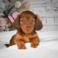 AKC-Drake, a male Miniature Dachshund for sale in Millersburg, OH – 8 of 8