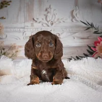 Elly, a female Miniature Dachshund for sale in Millersburg, OH – Photo 1 of 8