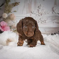 Elly, a female Miniature Dachshund for sale in Millersburg, OH – Photo 6 of 8
