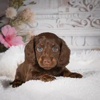 Elly, a female Miniature Dachshund for sale in Millersburg, OH – Photo 3 of 8