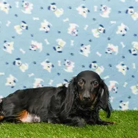 Elly, a female Miniature Dachshund for sale in Millersburg, OH – Photo 7 of 8