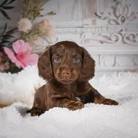 Elly, a female Miniature Dachshund for sale in Millersburg, OH – Photo 5 of 8