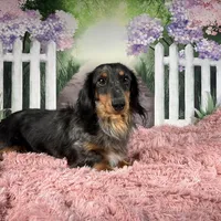 Elly, a female Miniature Dachshund for sale in Millersburg, OH – Photo 8 of 8