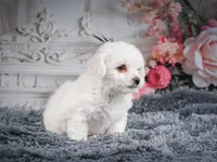 AKC-Faith, a female Bichon Frise for sale in Millersburg, OH – 6 of 7