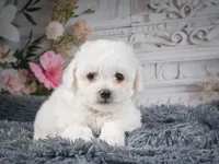 AKC-Faith, a female Bichon Frise for sale in Millersburg, OH – 2 of 7