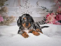 Leo, a male Miniature Dachshund for sale in Millersburg, OH – 4 of 8