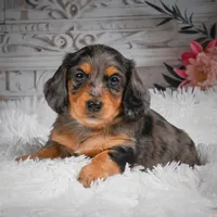 AKC-Hudson, a male Miniature Dachshund for sale in Millersburg, OH – 2 of 8