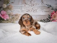 AKC-Precious, a female Miniature Dachshund for sale in Millersburg, OH – 5 of 8