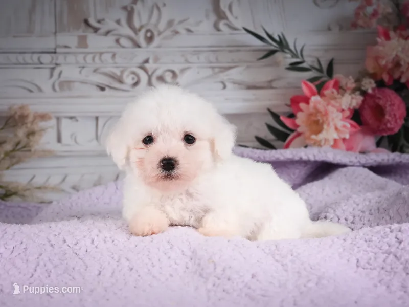 AKC-Ringo – Bichon Frise puppy for sale in Millersburg, OH