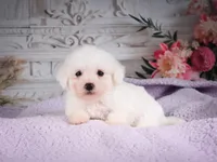 AKC-Ringo, a male Bichon Frise for sale in Millersburg, OH – 1 of 6