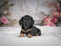 AKC-Mary, a female Miniature Dachshund for sale in Millersburg, OH – 6 of 8