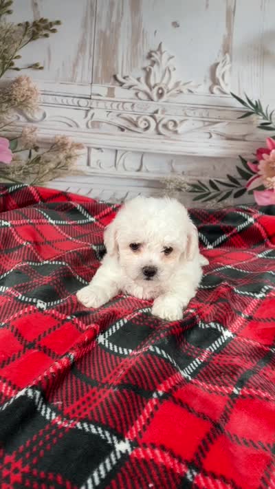 AKC-Faith, a female Bichon Frise for sale in Millersburg, OH – 7 of 7