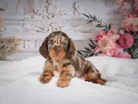 AKC-Precious, a female Miniature Dachshund for sale in Millersburg, OH – 2 of 8