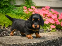 AKC-Jane, a female Miniature Dachshund for sale in Millersburg, OH – 2 of 7