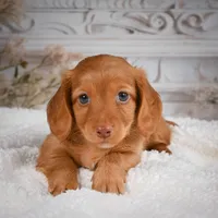 AKC-Bobby, a male Miniature Dachshund for sale in Millersburg, OH – 1 of 8