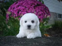 AKC-Porter, a male Bichon Frise for sale in Millersburg, OH – 4 of 5