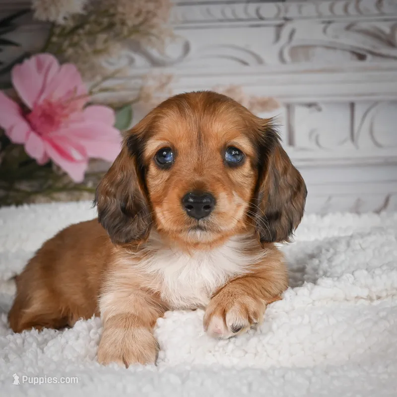 AKC-Brodie – Miniature Dachshund puppy for sale in Millersburg, OH