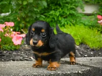 AKC-Jane, a female Miniature Dachshund for sale in Millersburg, OH – 3 of 7